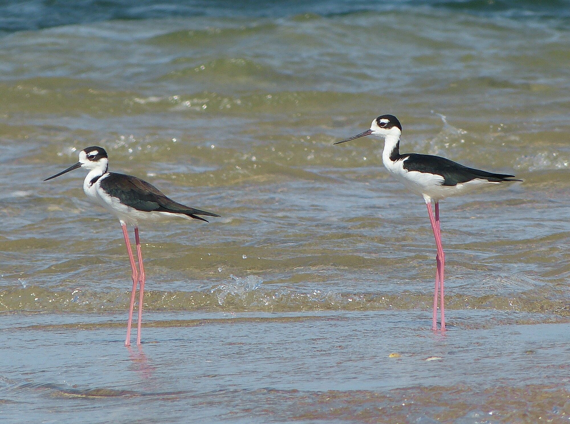 Click to See Next Image